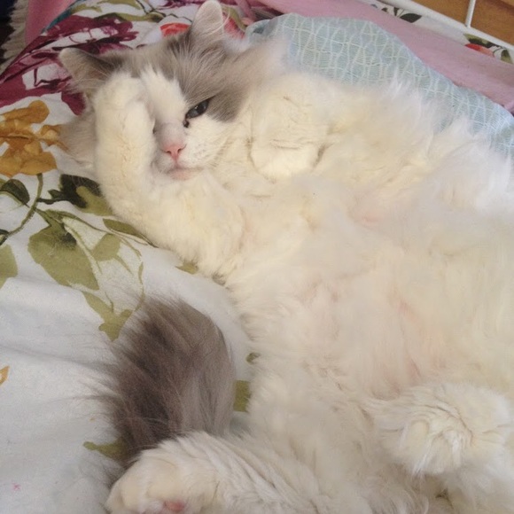 🐱CAT-FRIENDLY HOME!🐱 - Picture 3 of 4